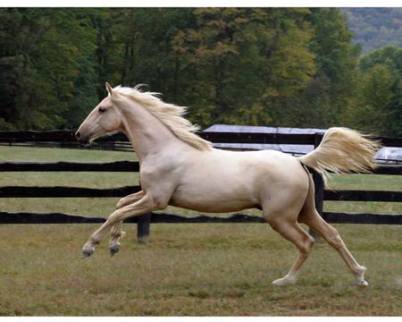 Horse Running - cavalo, stallion, horse, animals