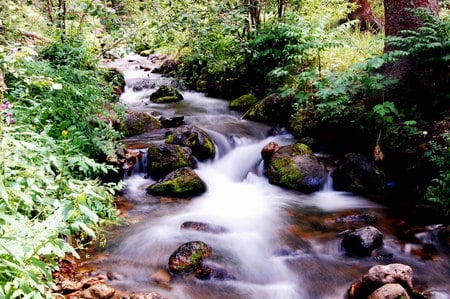 Creek in Forest - branches, flowing, streaming, water, stones, creek