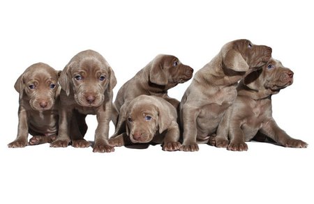 Weimaraner puppies - weimaraner, dog, puppy, baby, sweet