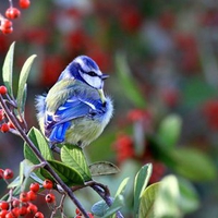 Blue bird in forest