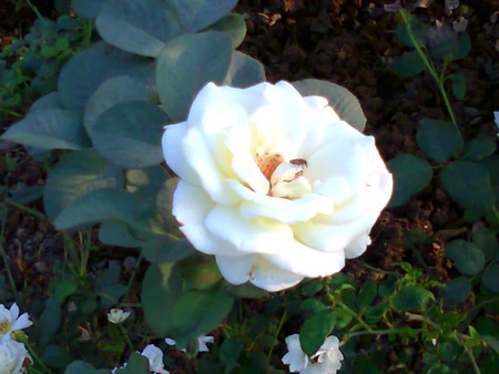 white rose - white, nature, flowers, rose