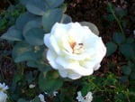 white rose