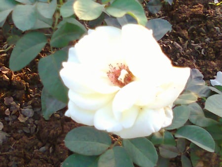 White rose - white, nature, flowers, rose