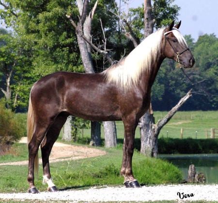 Horse - cavalo, horse, stallion, animals