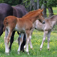 Me and my two foals