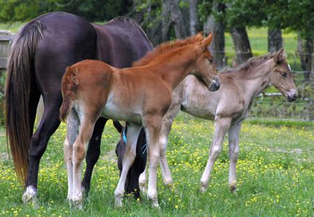 Me and my two foals - cavalo, horse, stallion, animals