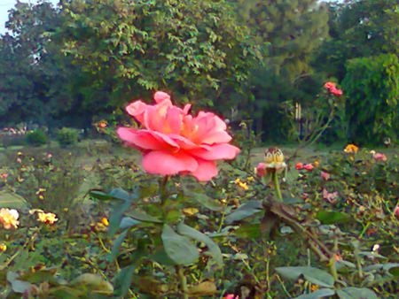 Pink rose - nature, flowers, rose, pink