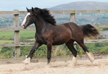 Georgina Mare - horse, cavalo, animals, stallion