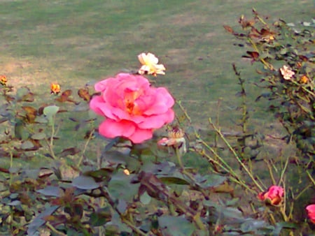 Pink rose - flowers, rose, nature, pink