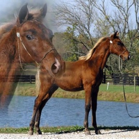 Great Foal