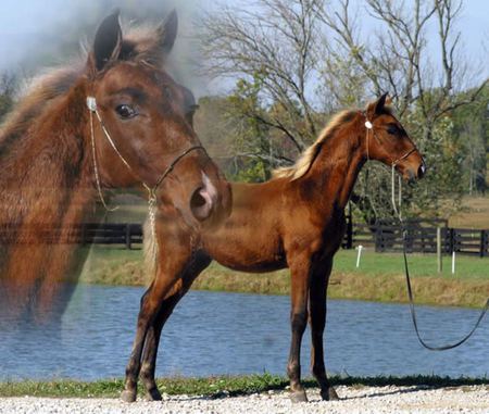 Great Foal - cavalo, horse, stallion, animals