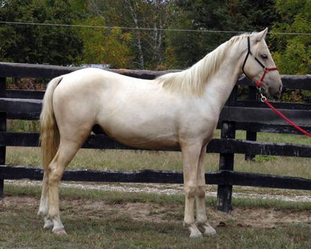 Horse - cavalo, stallion, horse, animals