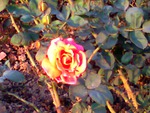 Golden rose