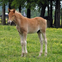 Foal