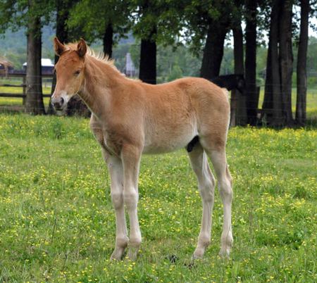 Foal - cavalo, stallion, horse, animals