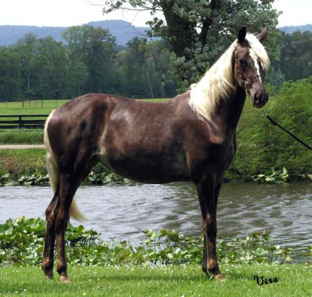 Jaded - Rocky Mountain Horse' - cavalo, horse, stallion, animals