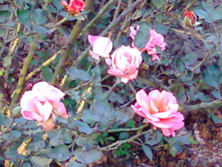 Roses - nature, flowers, roses