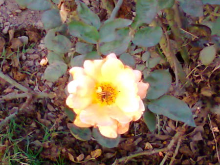 yellow rose - nature, flowers, yellow, rose