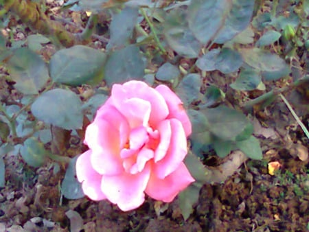 Pink rose - flowers, rose, nature, pink