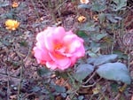 Pink rose