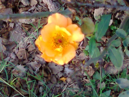 Yellow rose - nature, flowers, yellow, rose