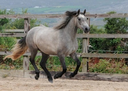 Lucky - horse, cavalo, animals, stallion