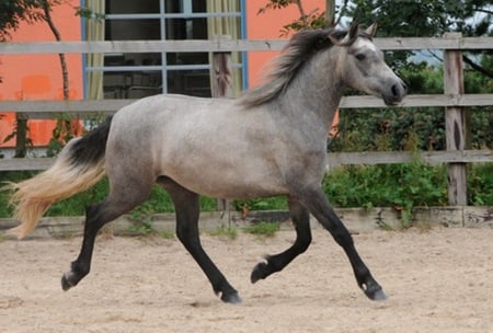 Lucky 2 - cavalo, stallion, horse, animals