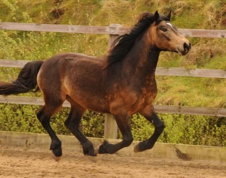 Mister - cavalo, stallion, horse, animals