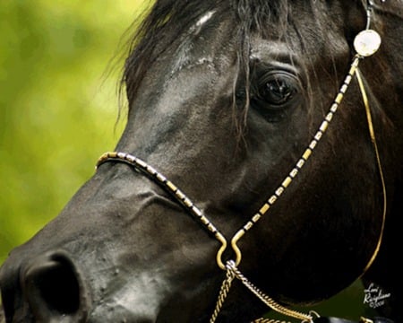 Arabian Face - horse, cavalo, animals, stallion