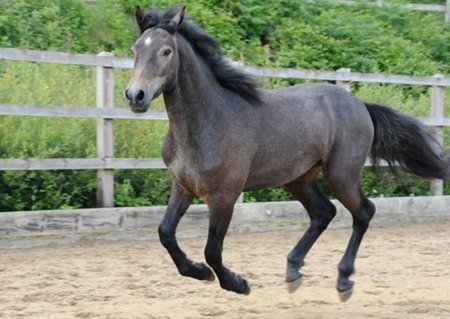 Horse - cavalo, stallion, horse, animals