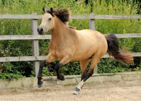 Nikki - Horses & Animals Background Wallpapers on Desktop Nexus (Image ...