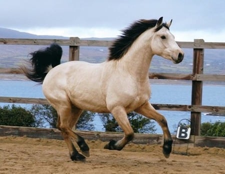 Big Stallion - cavalo, stallion, horse, animals