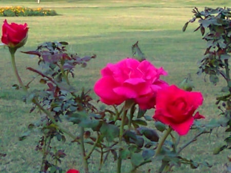 Pink roses - nature, flowers, roses, pink