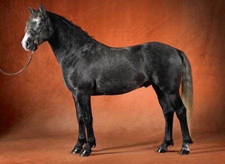 Black Beauty - cavalo, horse, stallion, animals