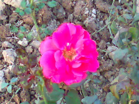 Pink rose - flowers, rose, nature, pink