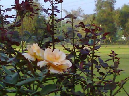 Beautiful roses - roses, flowers, nature, beautiful