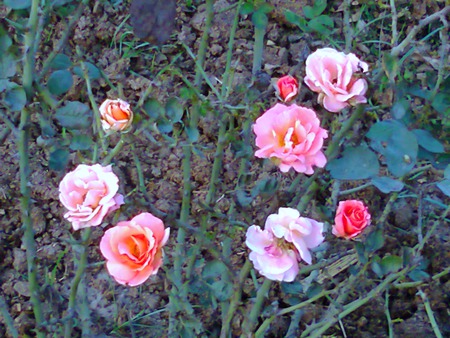 Rose garden - flowers, rose, nature, garden