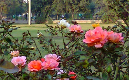 Rose garden - flowers, rose, nature, garden