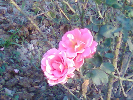 Roses - nature, flowers, garden, roses