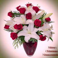 Christmas flowers