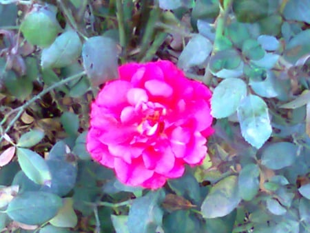 Pink rose - nature, flowers, rose, pink