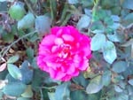 Pink rose