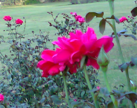 pink rose - flowers, rose, nature, garden