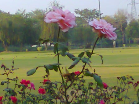 Pink roses - roses, flowers, nature, pink