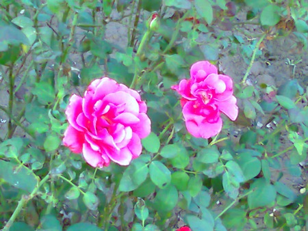 Pink roses - roses, flowers, nature, pink