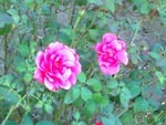 Pink roses