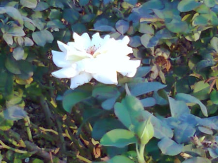 White rose - white, nature, flowers, rose