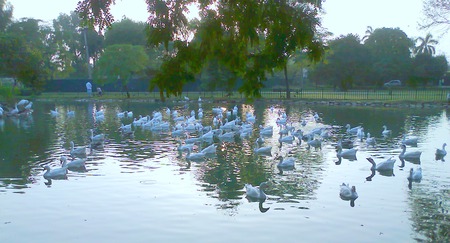 Lake - nature, lake, view, flowers