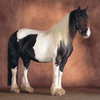 Wonderful horse