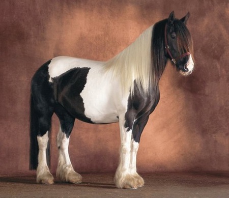 Wonderful horse - cavalo, horse, stallion, animals